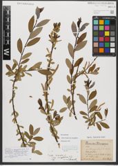 Foto von Salix triandra subsp. amygdalina (L.) Schübl. & G. Martens